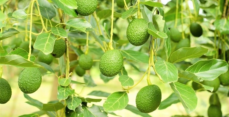 avocado
