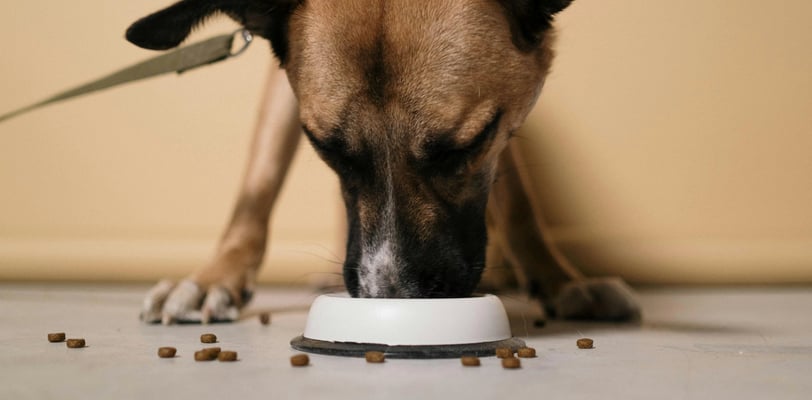 a dog is eating food out of a bowl