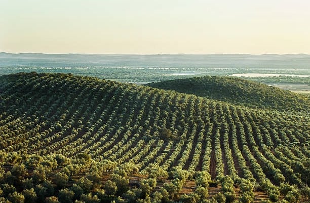 a large field with a lot of olive trees and a few hills