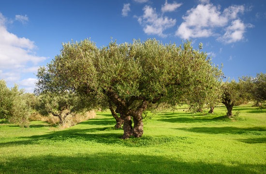olive trees in the middle of a grassy field