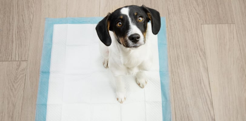 Como ensinar o cachorro filhote a fazer xixi no lugar certo
