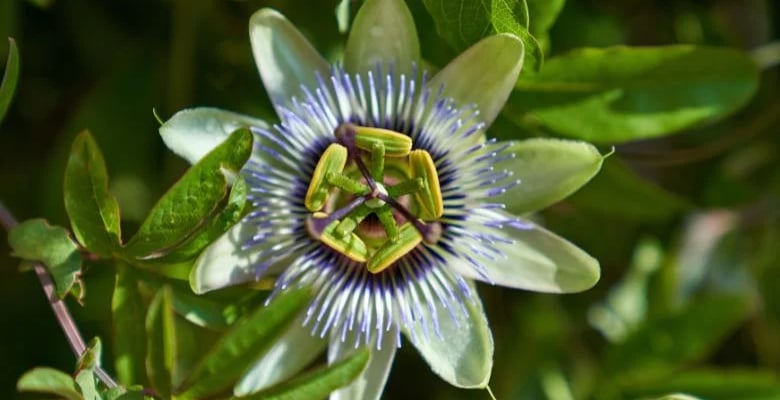 Suplemento de Passiflora: O Aliado Natural Para o Sono, Ansiedade e Qualidade de Vida