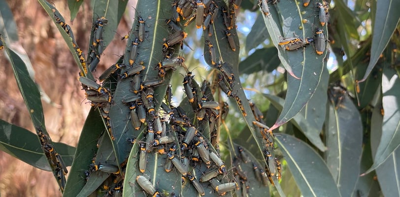 Insects on Eucalyptus leaves