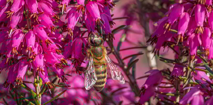 a bee on a flowery plant with a bee