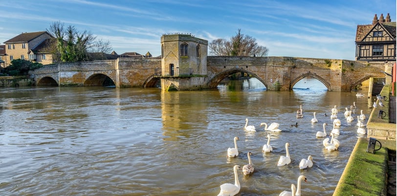 swans and ducks in the water near the chapel bridge in st ives cambridgeshire