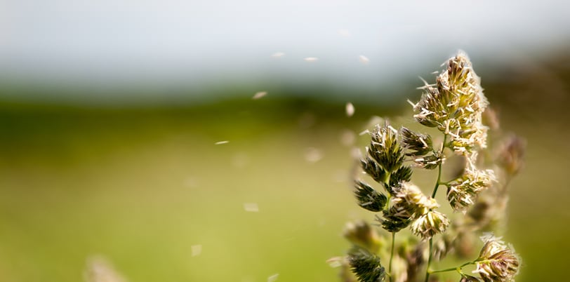 Flowery field releasing pollen into the air, a common trigger for seasonal allergies.