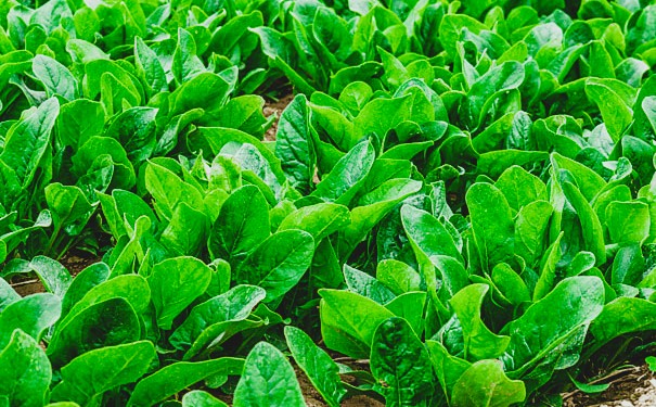 spinach