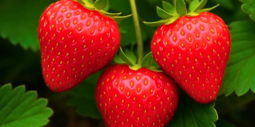 picture of three strawberries on the vine surrounded by green leaves