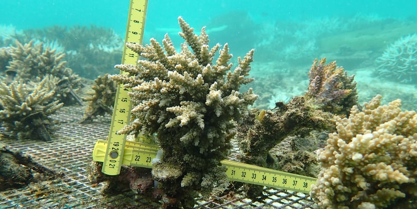 Resilent Acropora selago colonies nurtured in nursery in St Felix (June 2025)