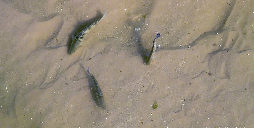 bass feeding on the flats