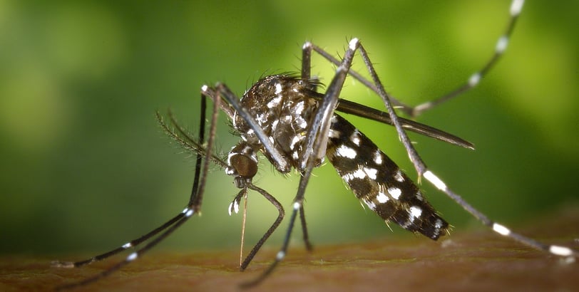 dengue (aedes mosquito)