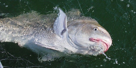 Black Drum