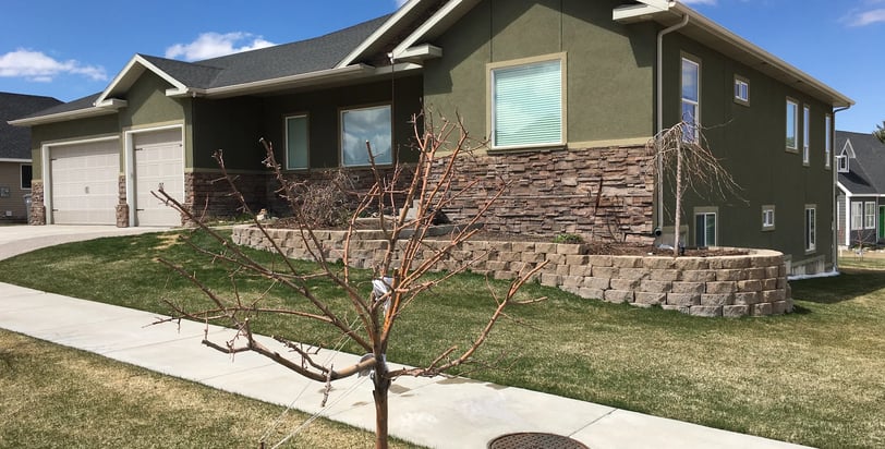 a tree in front of a house with a tree in the foreground