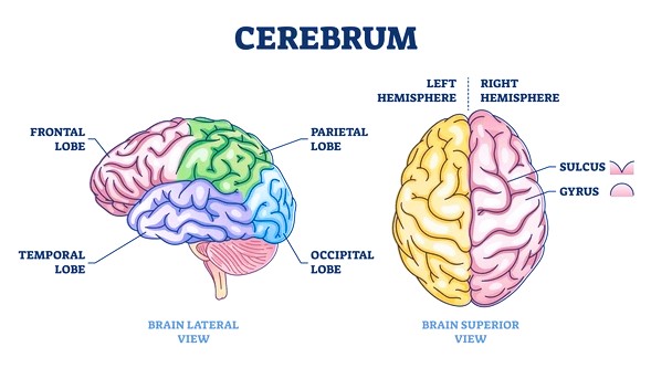 cerebrum