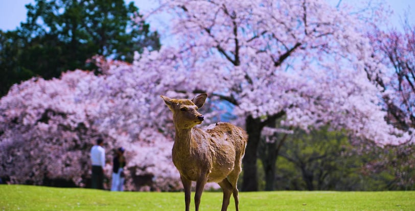 Nara Deer in Nara Park Cherry Blossom