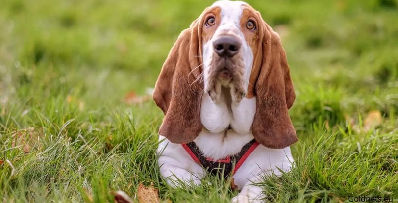 The Basset Hound, a dog breed originally from France that was mainly used for hunting, has become a