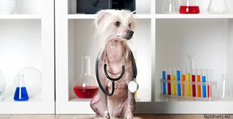 The Chinese Hairless Dog (Xiang Gou) is a special and unique dog breed that has many characteristics