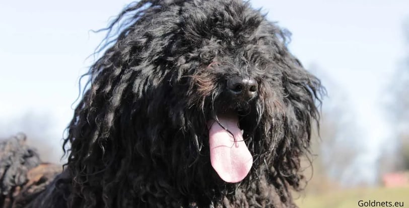The Puli dog breed is a unique and special representative of Hungarian dog breeds