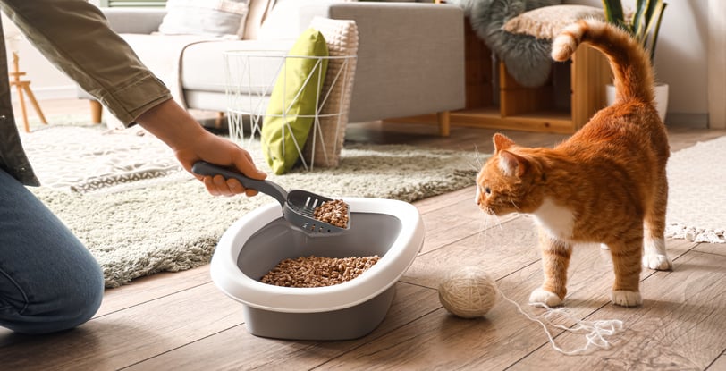a person scooping cat litter while cat watches