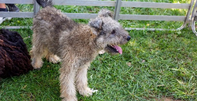 The Pumi dog breed occupies a special place in the world of dogs, as it stands out both with its spe