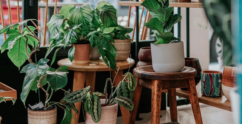 Feng Shui plants