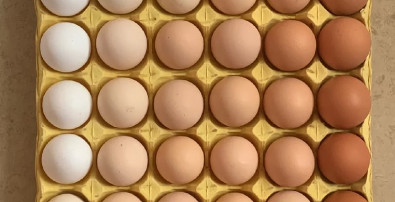 Poultry Egg cold room and cold storage