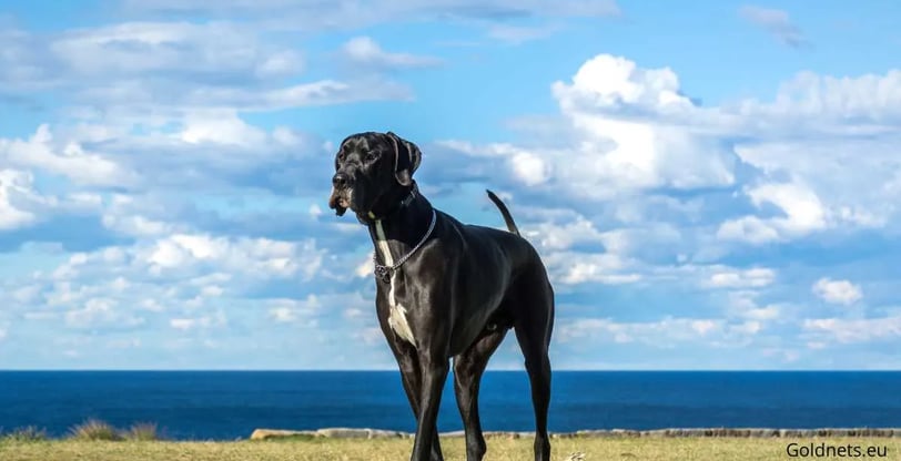 Az alopekisz kutya, amely az egyik legkülönlegesebb szátma a kutyavilágban, a gazdik számára rengete