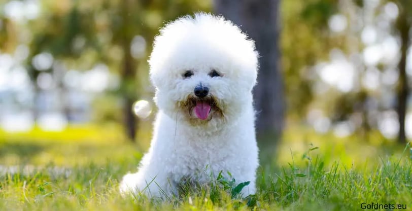 The Bichon Frisé is an extremely popular breed of dog that has been growing in popularity in recent
