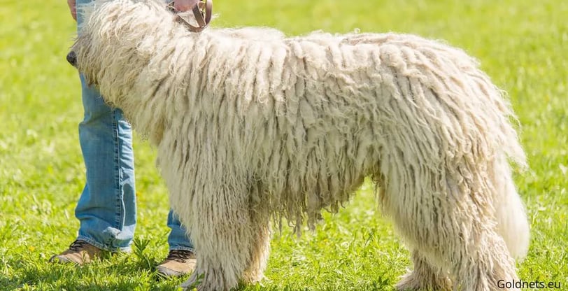 The Komondor dog breed stands out for its extremely interesting and attention-grabbing appearance an