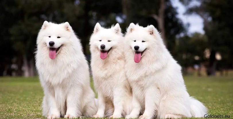 Samoyed dog breed
