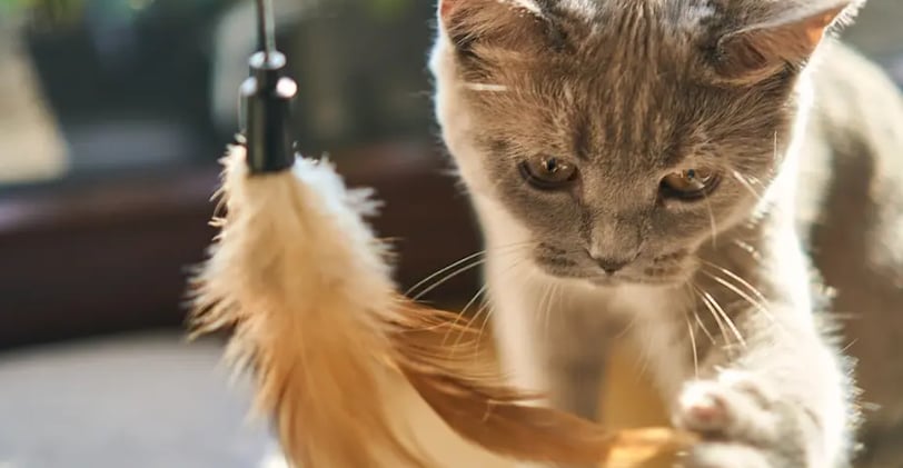 Un chaton en train de jouer avec un plumeau