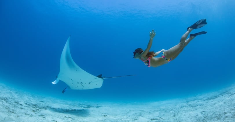 Snorkeling with manta rays