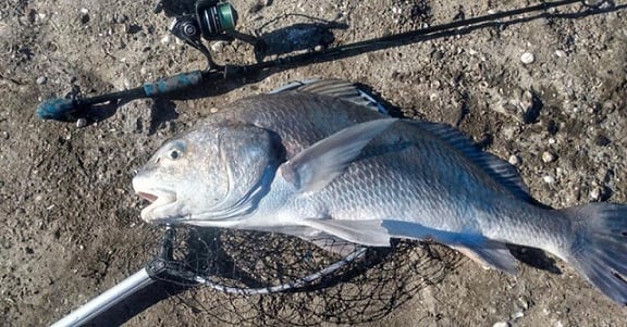 black drum