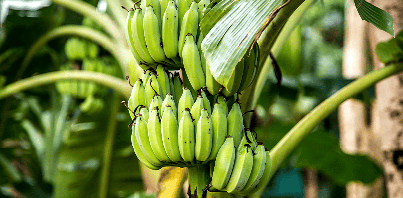 Bananeira