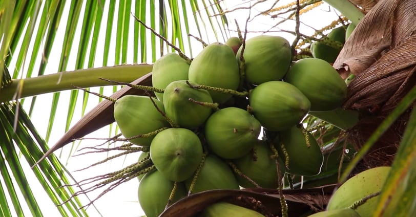 coconut