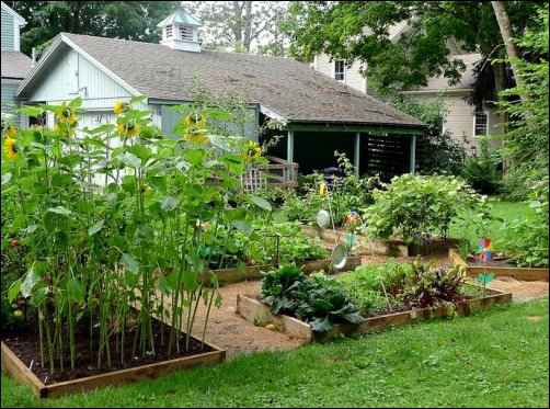 a garden with a variety of plants and flowers