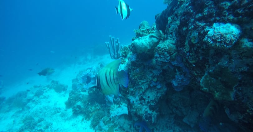 Coral reef with tropical fish at Lovina Reef, Sunrise Dive Bali