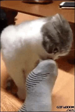 a cat is playing with a sock - toeless sock - toe socks