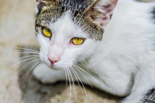 Imunodeficiência Viral Felina (FIV)