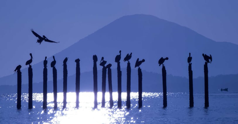 birdwatching in el salvador- pelicans and volcano