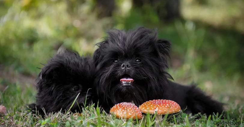 Affenpinscher, a kis termetű, de rendkívül karakteres kutyafajta