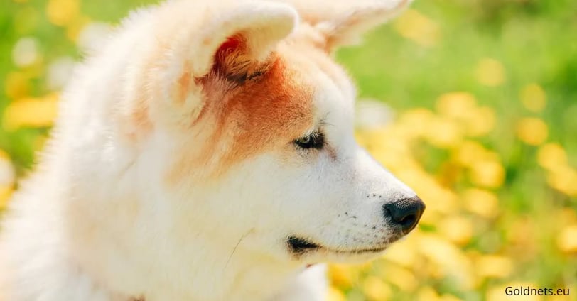 Akita Inu kutya kutya kutyafajtáról