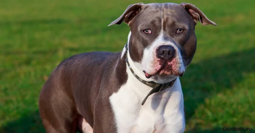The American Staffordshire Terrier, a close relative of the Staffordshire Bull Terrier