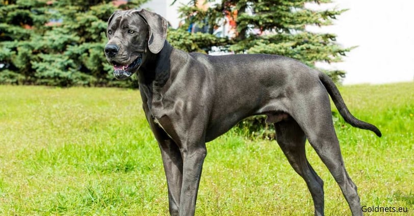 argentin dog, más néven Dogo Argentino, egy kiemelkedő és figyelemre méltó kutyafajta, amely Argentí