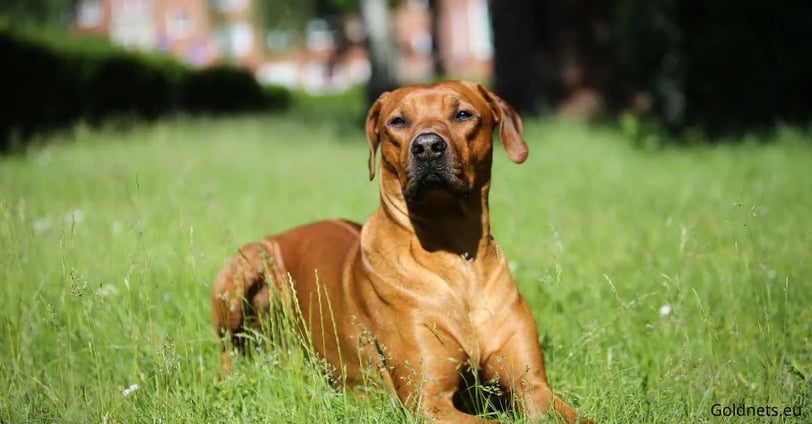 afrikai oroszlánkutya fajta