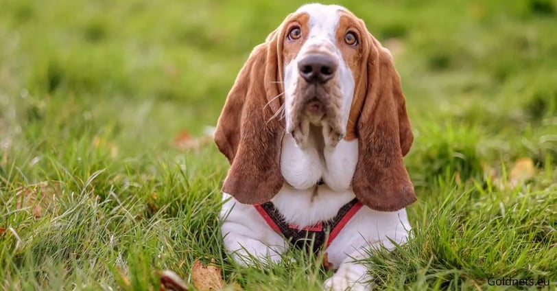 Basset Hound, Franciaországból kutyafajta