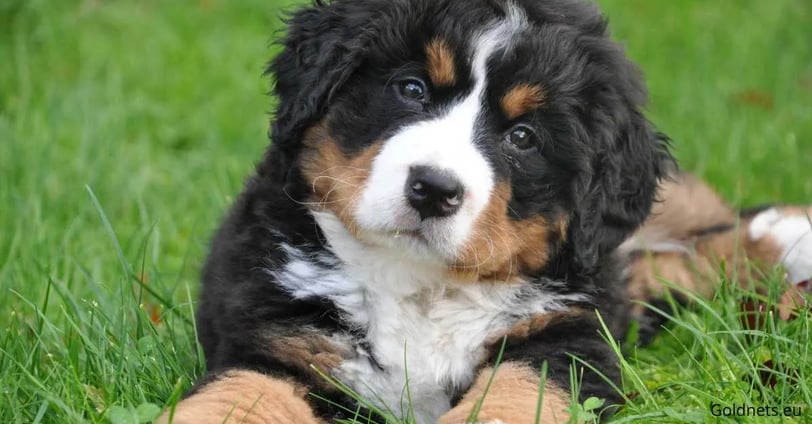 The Bernese Mountain Dog, also known in Latin as the Bernese Mountain Dog, is one of the most popula