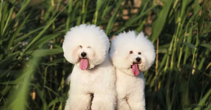 The Bichon Havanese dog breed has become increasingly popular worldwide in recent years