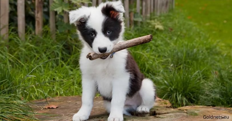 The Border Collie is a breed of dog that is considered one of the most well-known and sought-after w