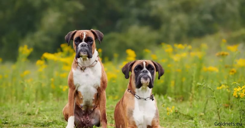 The boxer dog breed is extremely popular among dog lovers, and this is no accident. These characterf